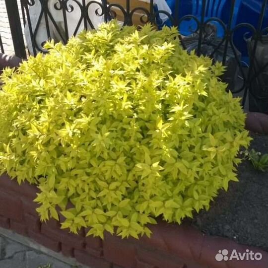 Саженцы Спиреи оптом