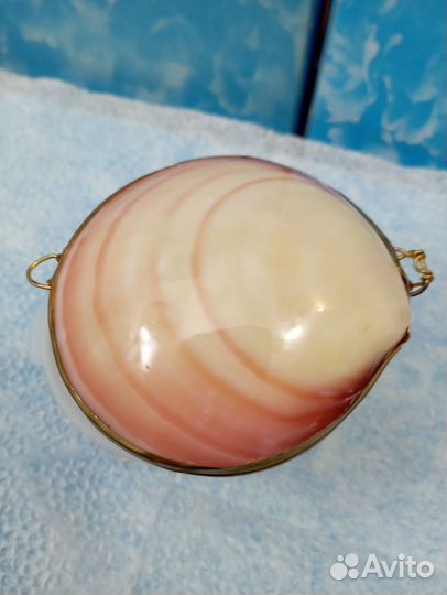 Морские ракушки раковины