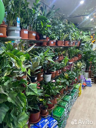 Комнатные цветы