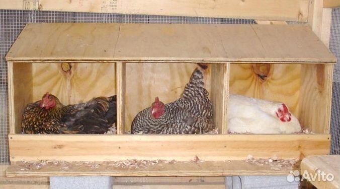 Гнездо для кур несушек