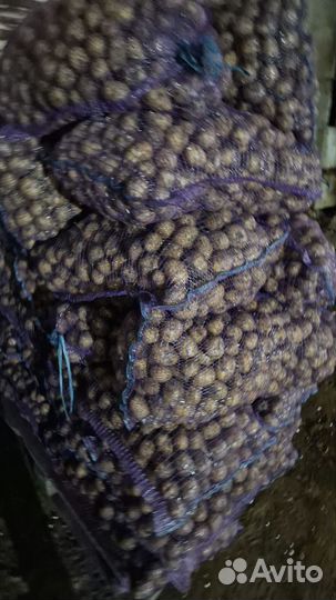 Продам семенной картофель сорта Гала