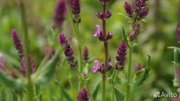 Шалфей дубравный (лесной) (Salvia nemorosa)