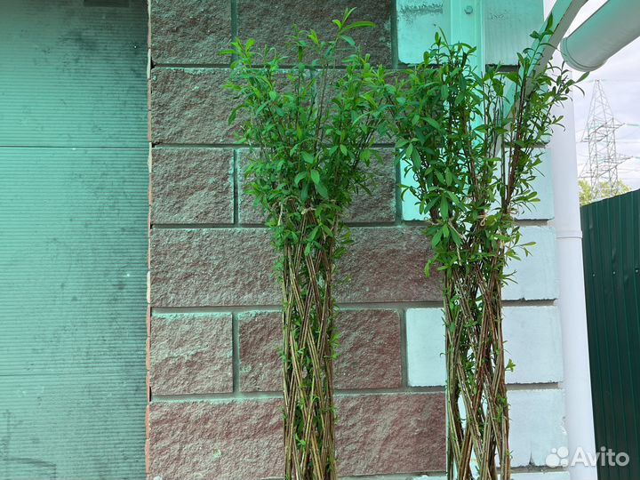 Плетеные деревья из ивы