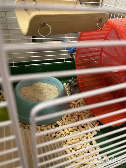 Джунгарский хомяк с клеткой