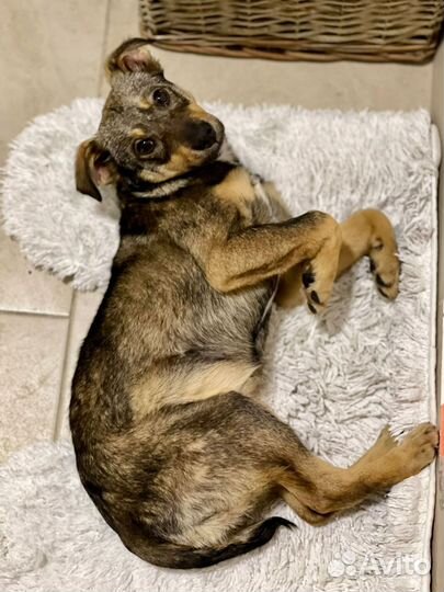 Собака в добрые руки отдам бесплатно