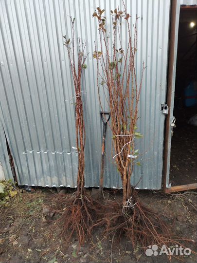 Саженцы яблони опт. Персик. Алыча. Абрикос. Груша