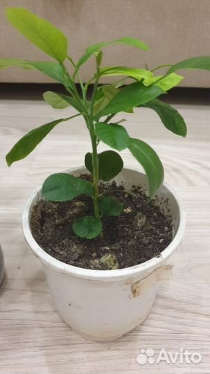 Цитрусы (мандарины или лимоны)