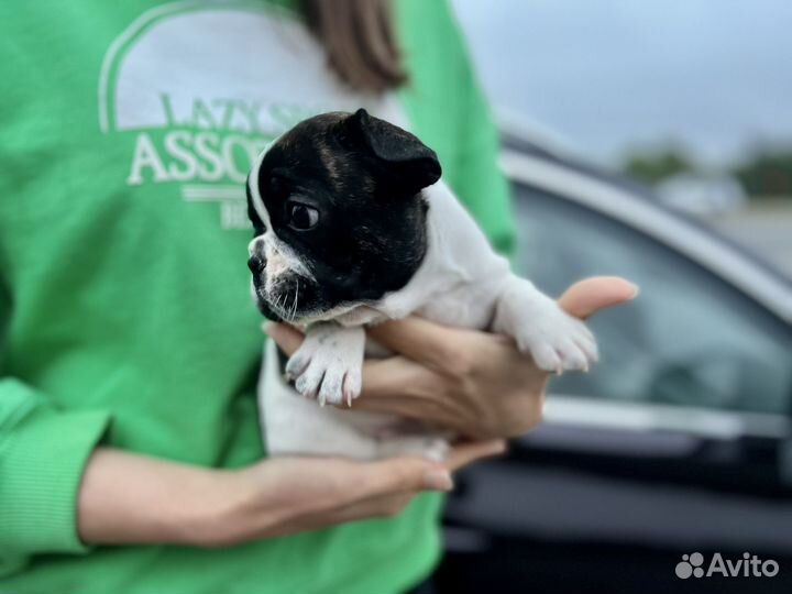 Щенки французского бульдога