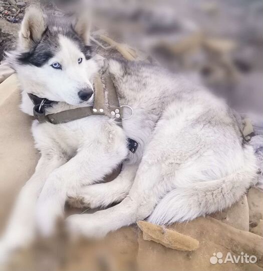 Щенки аляскисы