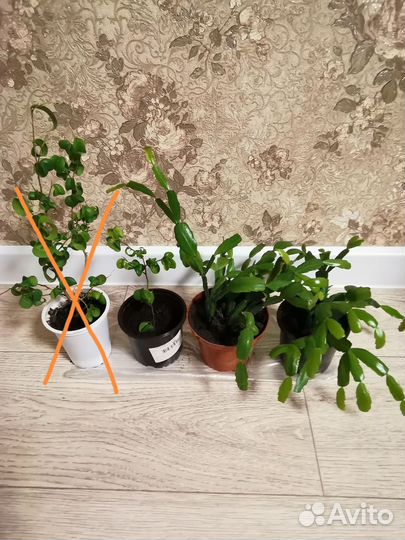 Комнатные цветы