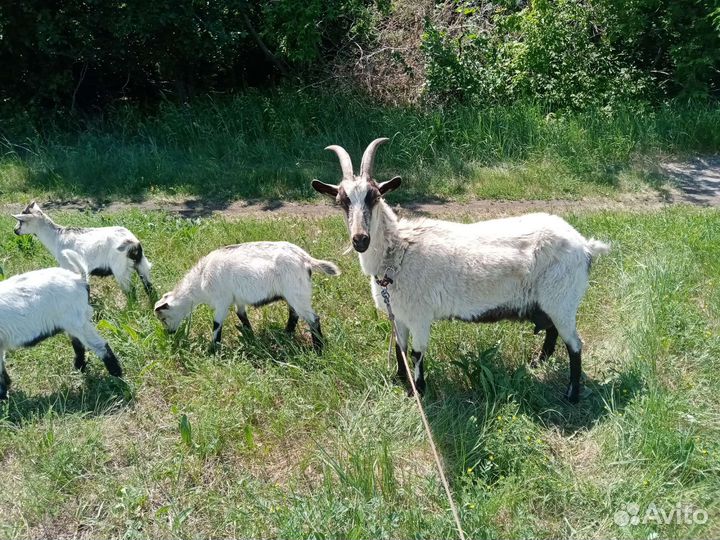 Коза и козёл