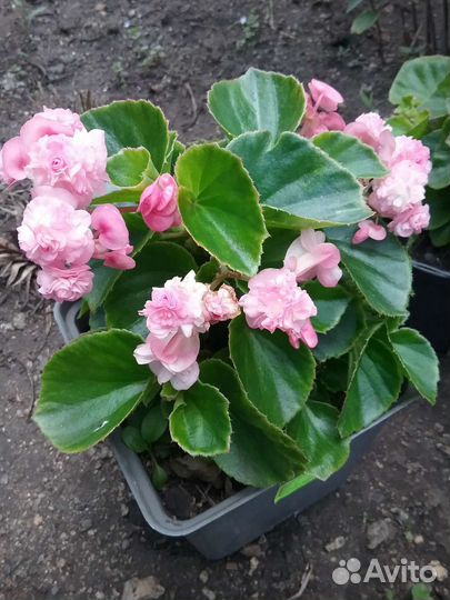 Бегония вечноцветущая махровая