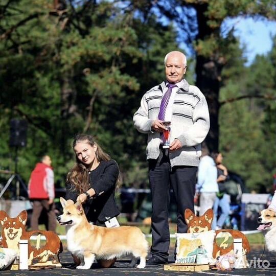 Хендлер, грумер, подготовка к выставке собак