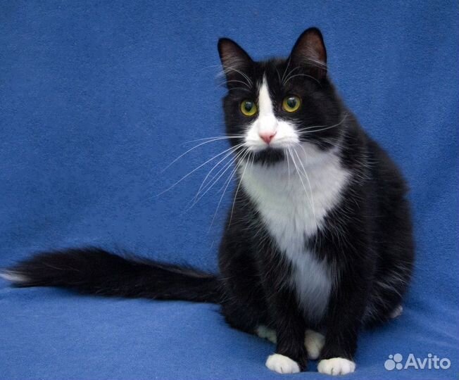 Кот Яша ищет дом