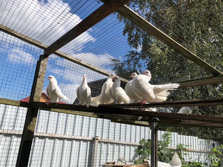 Голуби павлины