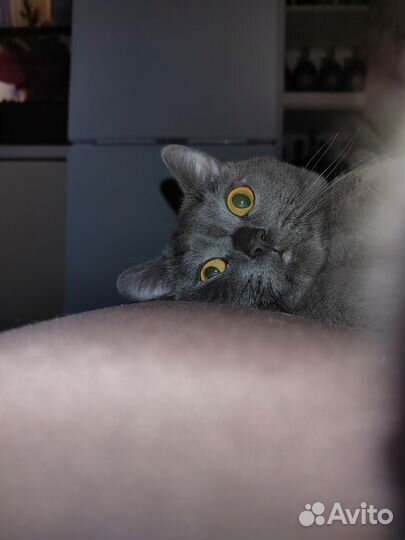 Отдам в добрые руки