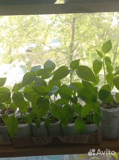 Рассада помидор, перцев, огурцов, баклажан