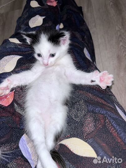 Найденные котята