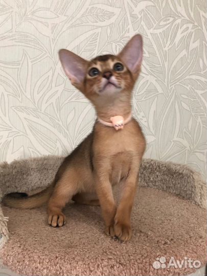 Абиссинская