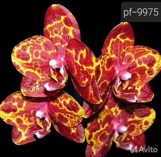 Орхидеи подростки