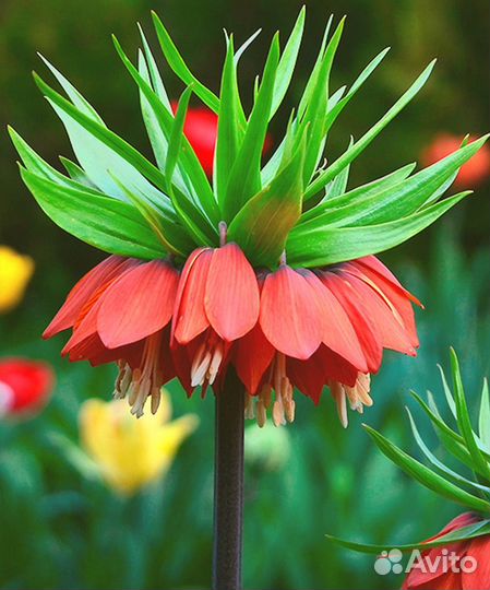 Рябчик императорский луковицы