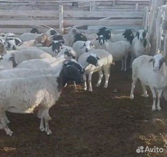 Овцы бараны