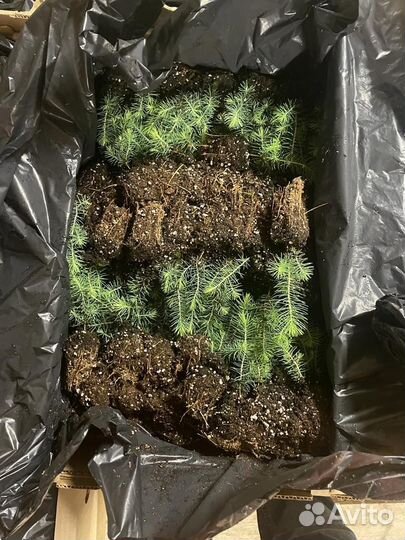 Саженцы сосны окс от производителя