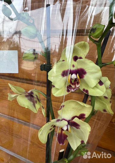 Орхидея бабочка