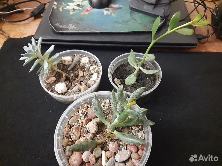 Суккуленты