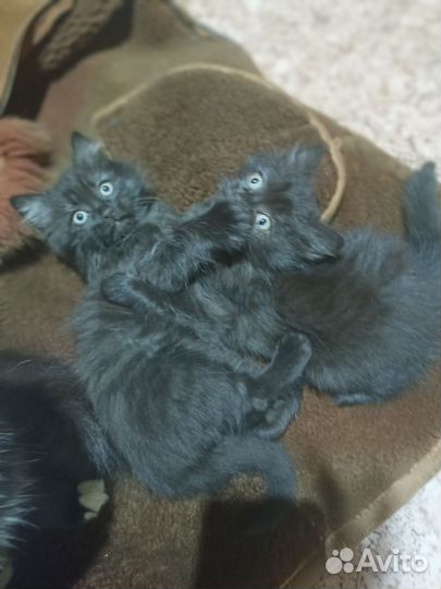 Котята отдам бесплатно