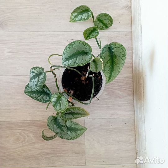 Кратон Вилма и Мамми, эпипремнум экзотика