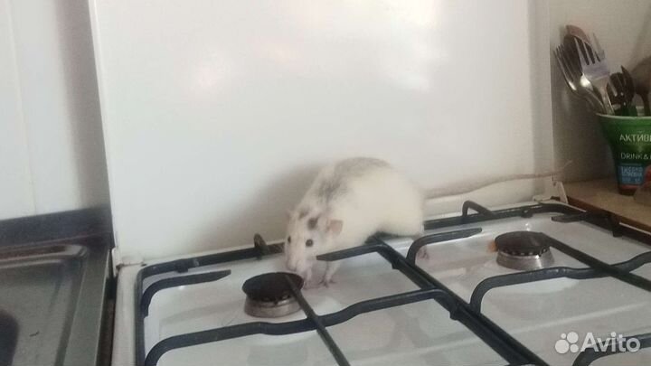 Крыса в добрые руки