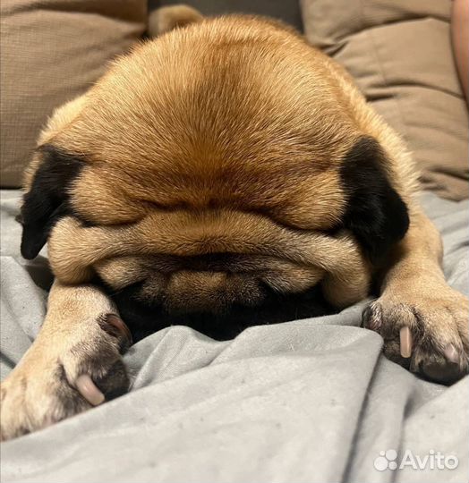 Мопс для вязки