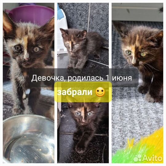 Котята в добрые руки