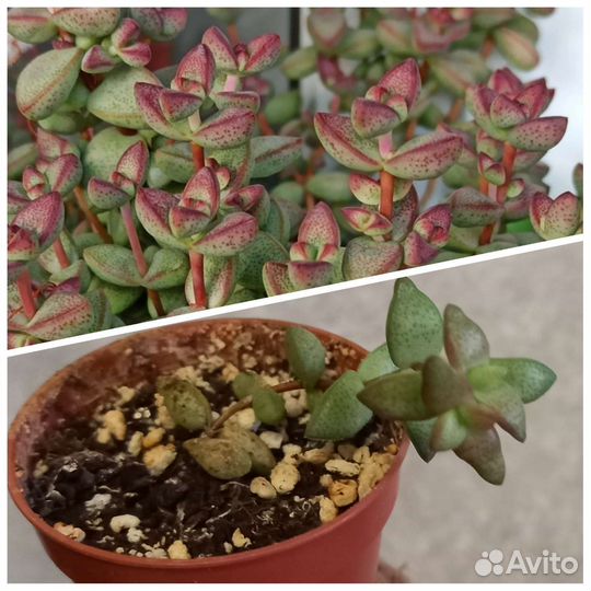 Комнатные растения