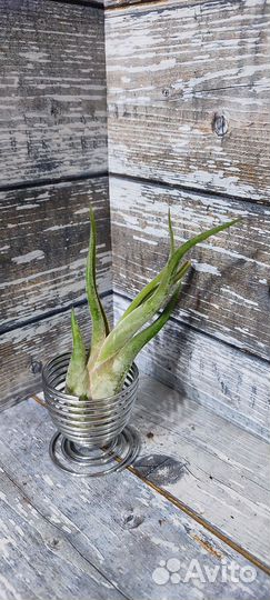 Тилландсии атмосферные