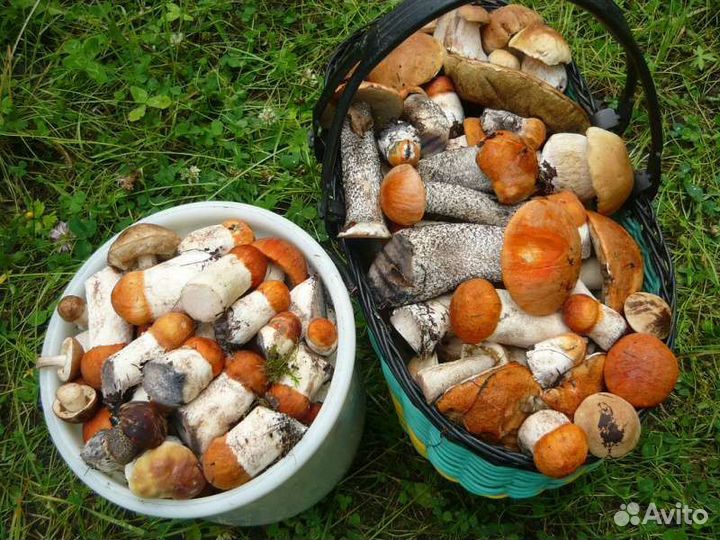 Грибы лисички (белый гриб,подосиновик )