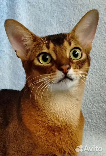 Кот на вязку