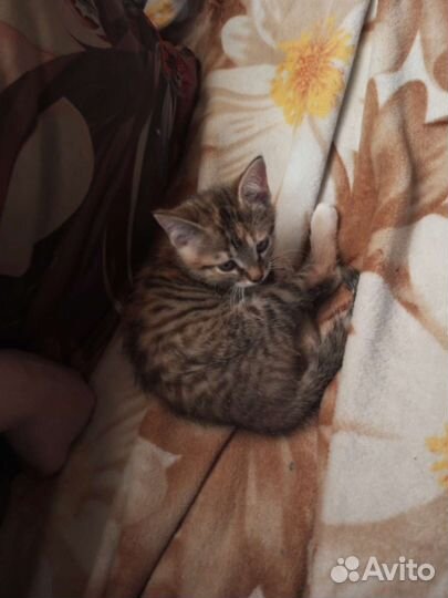 Кошки в добрые руки бесплатно