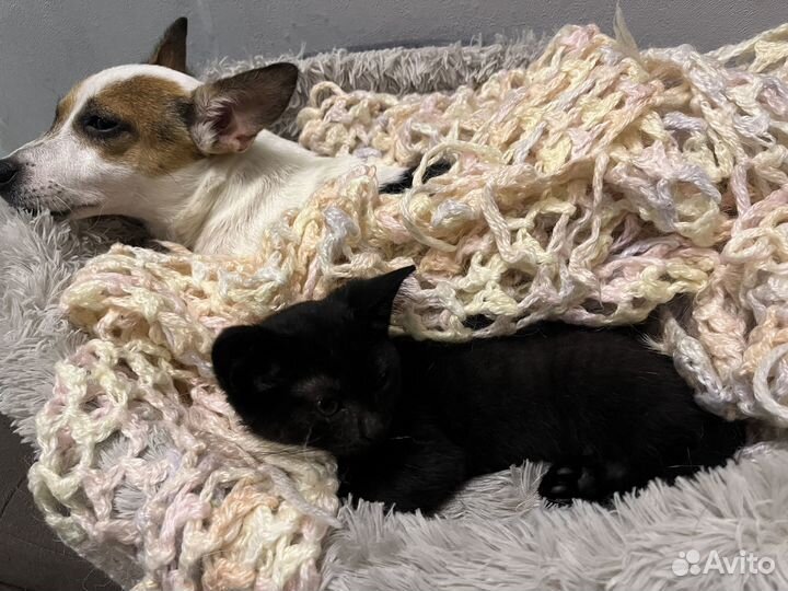 Котенок