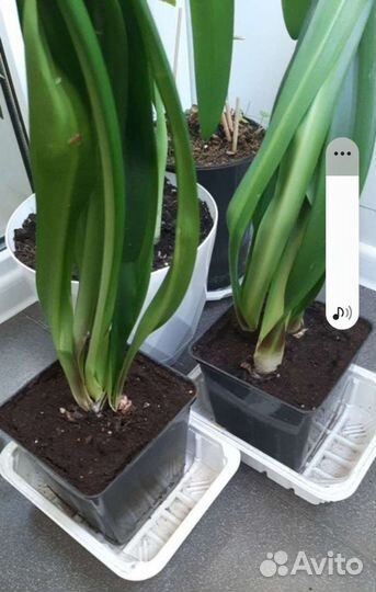 Гиппиаструм