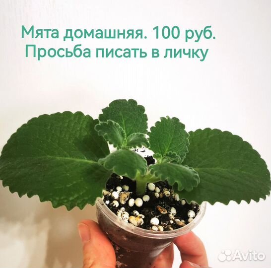 Мята комнатная