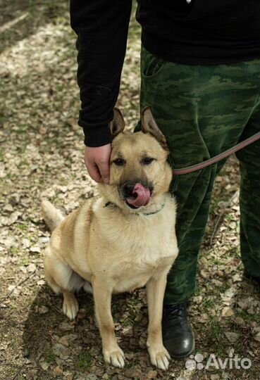 Классная Собака из Приюта Шарик в поисках дома