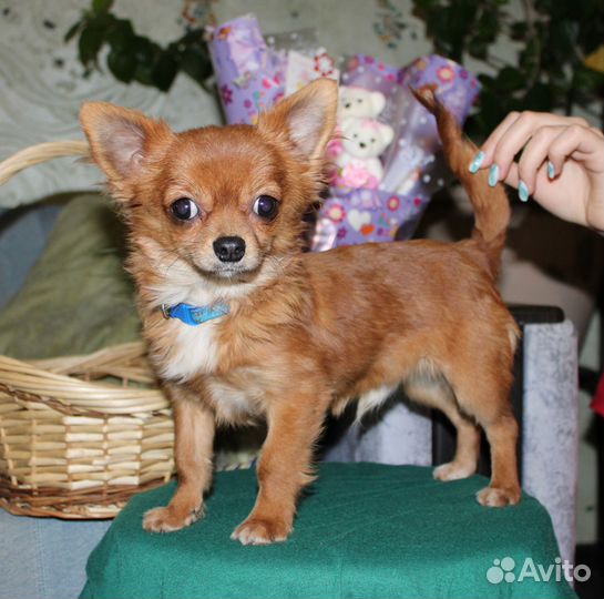 Маль -Чишки)