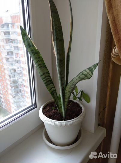 Сансевиерия - Щучий хвост- Тещин язык