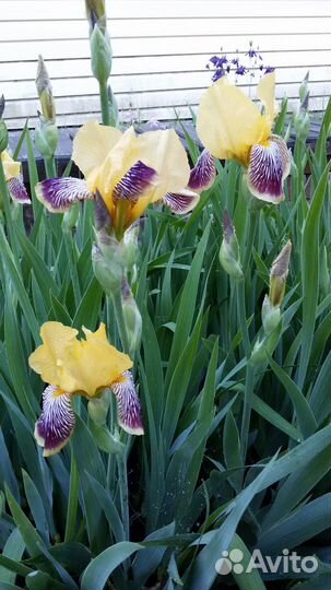 Многолетние цветы и цветущие кустарники