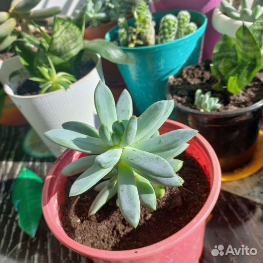 Суккулент эхеверия