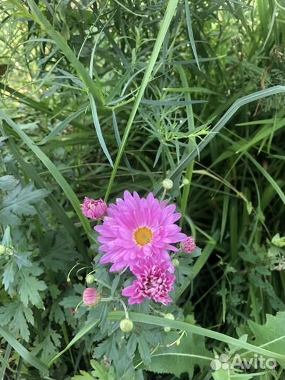 Астра многолетняя