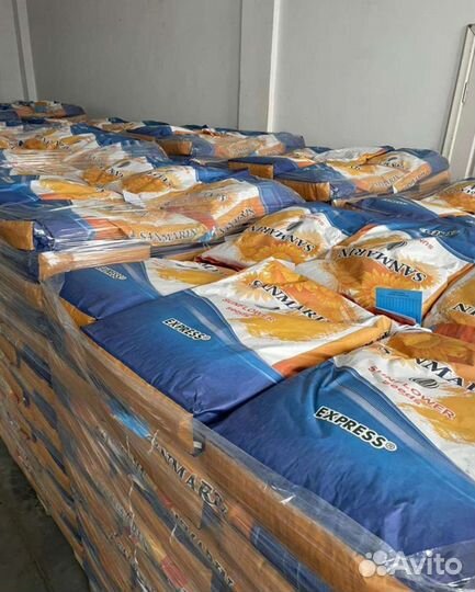 Семена подсолнечника под экспресс, евролайтинг