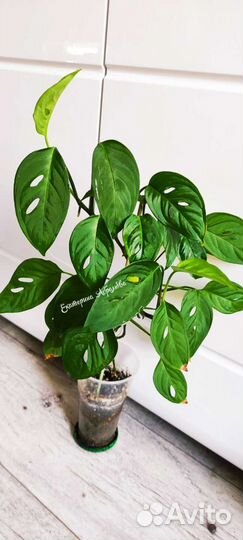 Монстера Косая